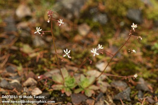 Micranthes ferruginea