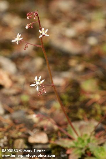 Micranthes ferruginea