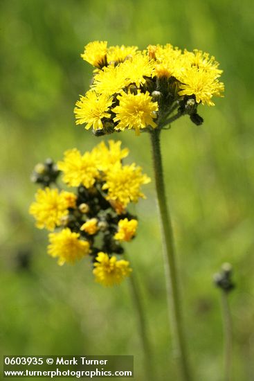 Hound's-tongue Hawkweed blossoms detail