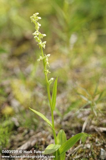Slender Bog Orchid