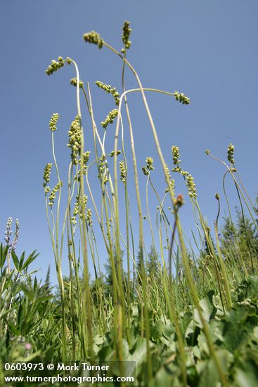 Meadow Alumroot low angle against blue sky
