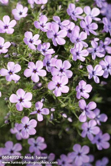 Spreading Phlox blossoms