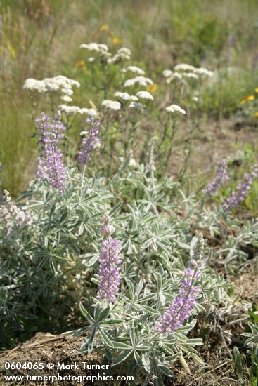 Velvet Lupines w/ Yarrow soft bkgnd