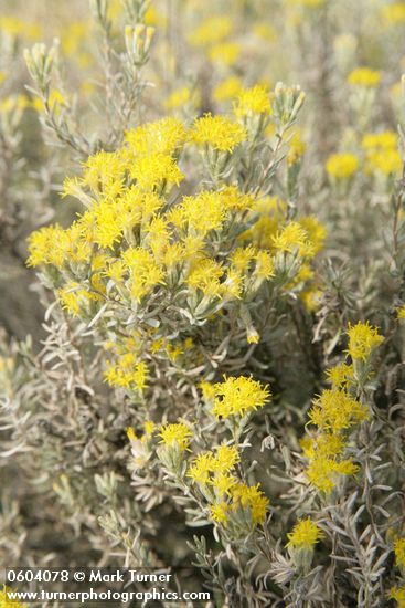 Spineless Horsebrush blossoms & foliage detail