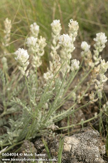 Spalding's Milk-vetch