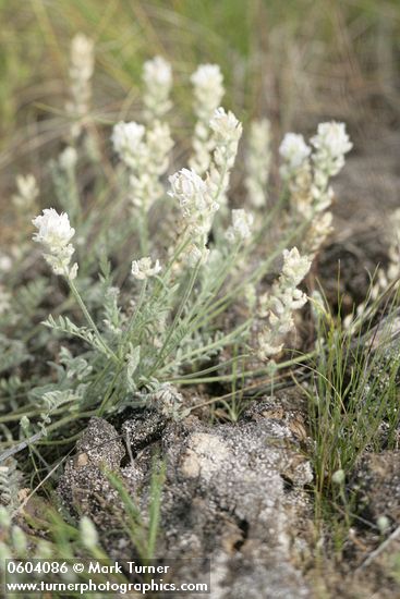 Spalding's Milk-vetch