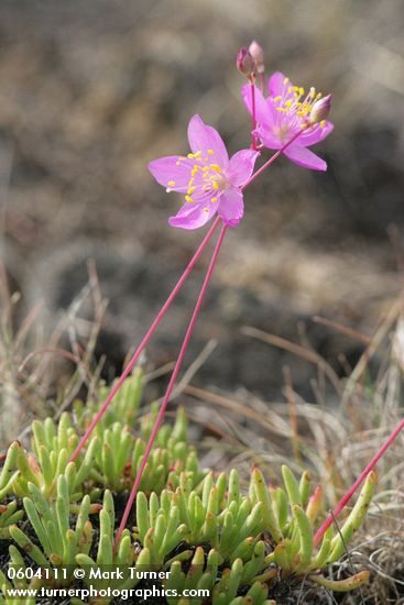 Phemeranthus spinescens