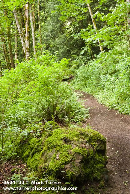 Squires Lake trail w/ moss-covered boulder, Sword Ferns, Alders, Vine Maples, Salmonberries