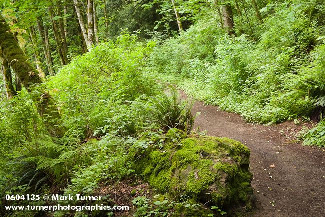 Squires Lake trail w/ moss-covered boulder, Sword Ferns, Alders, Vine Maples, Salmonberries