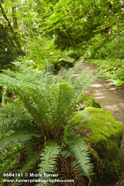 Squires Lake trail w/ Sword Fern on boulder fgnd