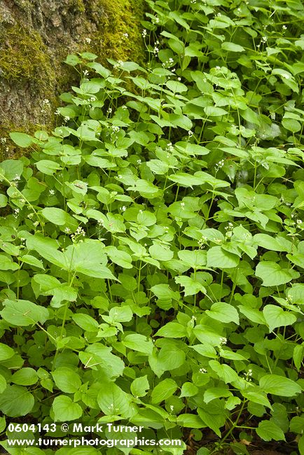 Enchanter's Nightshade