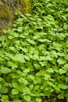 Enchanter's Nightshade