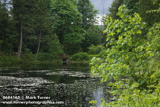 Squires Lake w/ Bigleaf Maples & Douglas-firs