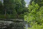 Squires Lake w/ Bigleaf Maples & Douglas-firs
