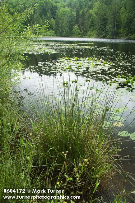 Rushes at edge of Squires Lake
