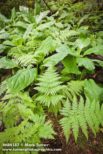 Wood Ferns & Skunk Cabbage foliage in wetland