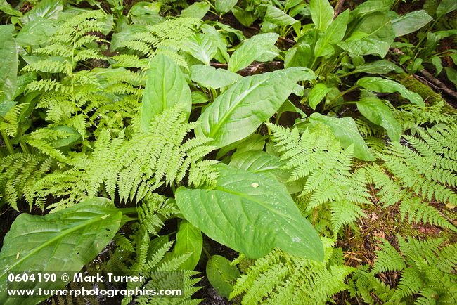 Wood Ferns & Skunk Cabbage foliage in wetland