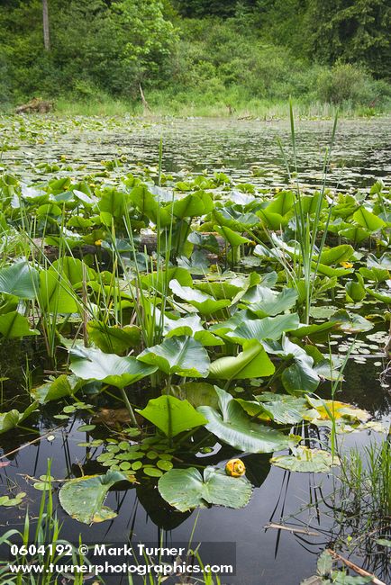 Squires Lake w/ Yellow Pond-lilies