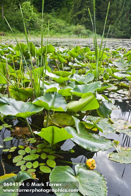 Yellow Pond-lilies on Squires Lake