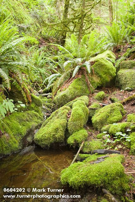 Moss-covered rocks & Sword Ferns by small stream