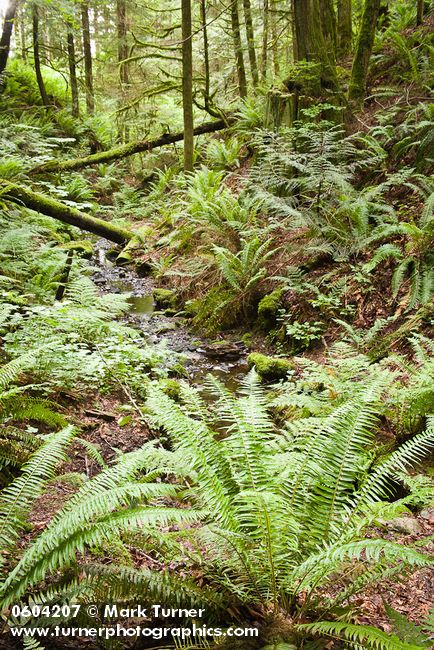 Sword Ferns cover ravine w/ small stream