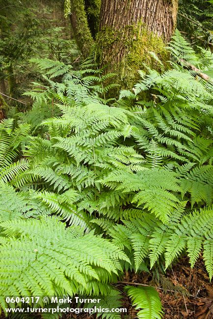 Lady Ferns at base of tree