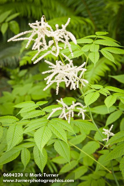 Goatsbeard foliage & female blossoms
