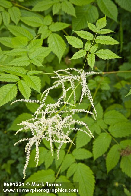 Goatsbeard foliage & male blossoms