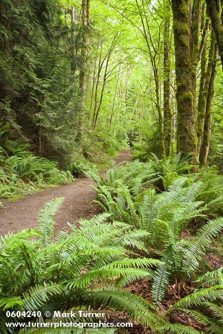 Squires Lake trail w/ Sword Fern fgnd