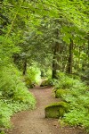 Squires Lake trail