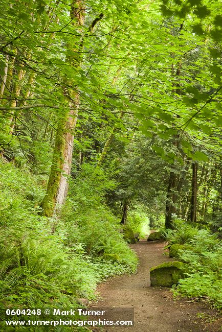 Squires Lake trail
