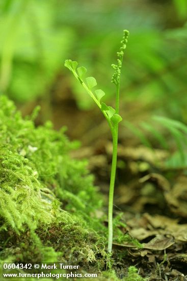 Mingan Moonwort