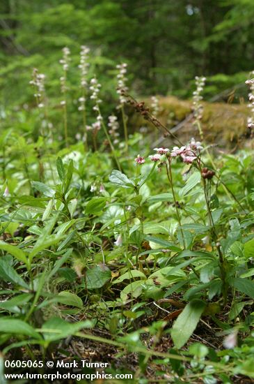 Chimaphila menziesii