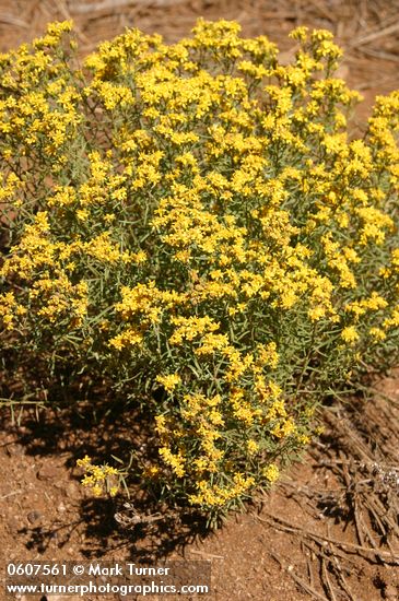 Broom Snakeweed