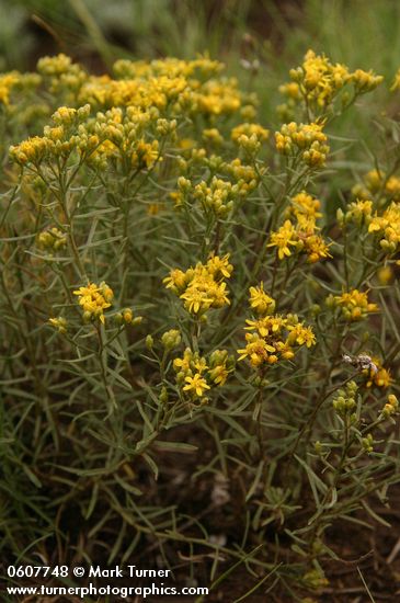 Broom Snakeweed
