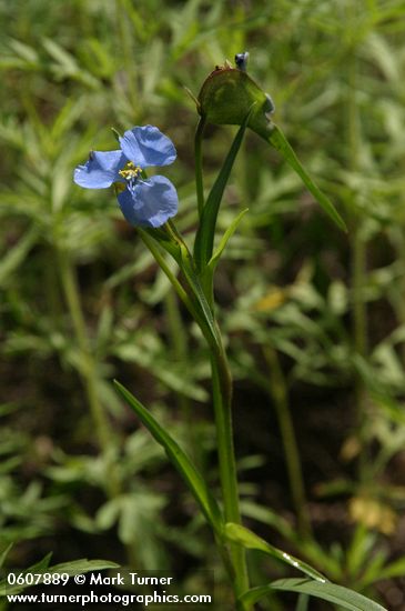 Birdbill Dayflower