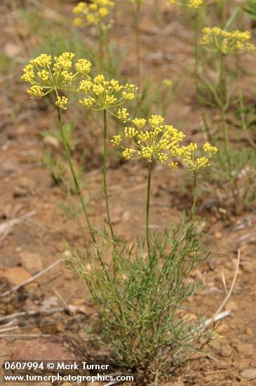 Sessileflower Indian Parsley