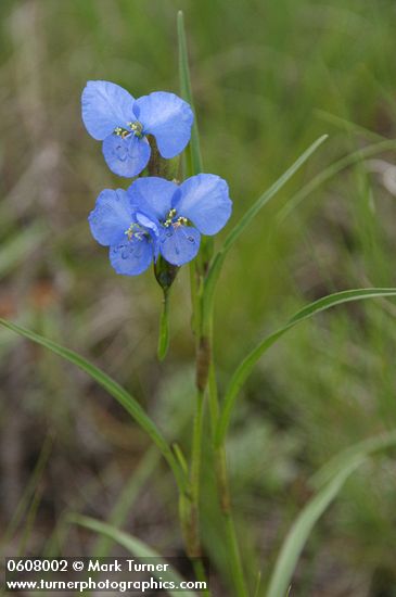 Birdbill Dayflower