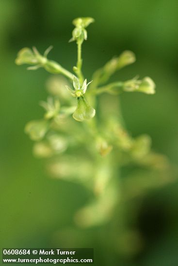 Neottia banksiana