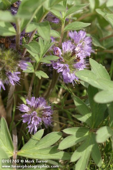 Hydrophyllum capitatum var. capitatum