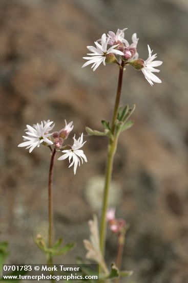 Lithophragma parviflorum