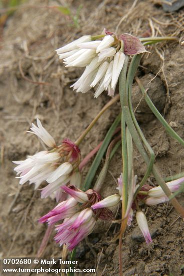 Scilla-leaved Onion (Fragile Onion)