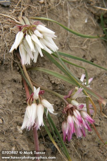 Scilla-leaved Onion (Fragile Onion)