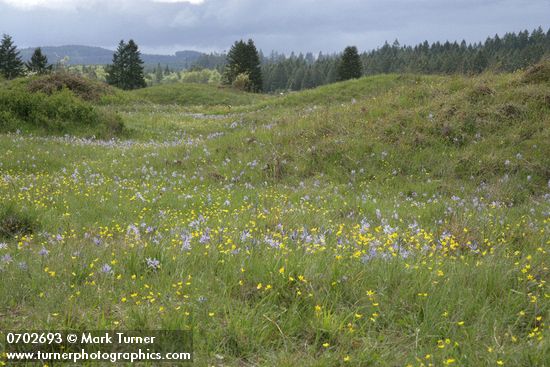 Camas & Western Buttercups on mounded prairie