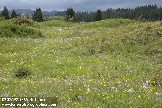 Camas & Western Buttercups on mounded prairie