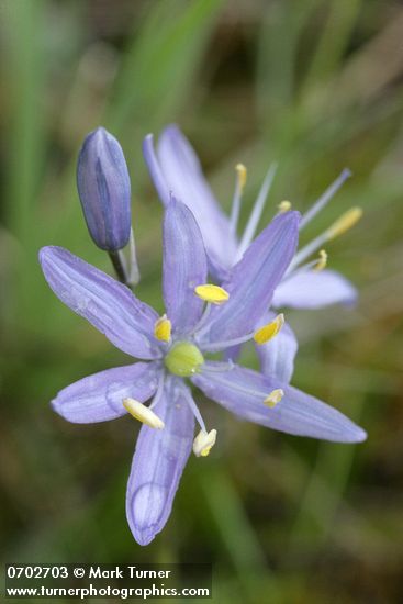 Camas blossom detail