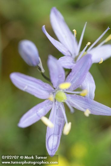 Camas blossom detail