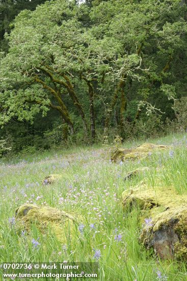 Camas & Rosy Plectritis in meadow on rocky bald w/ Garry Oaks bkgnd