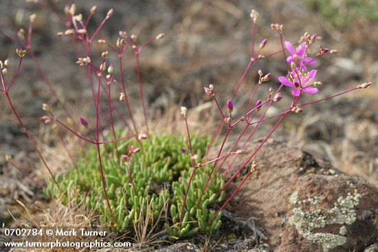 Spiny Talinum