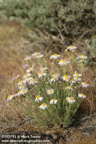 Threadleaf Fleabane